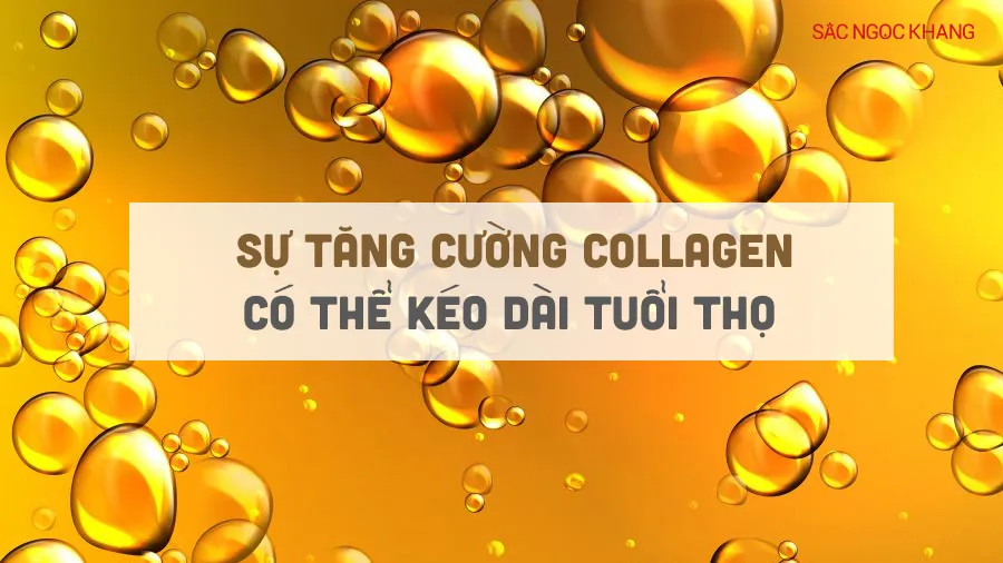 Sự tăng cường collagen có thể kéo dài tuổi thọ