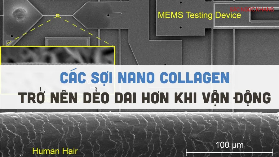 Các sợi nano collagen trở nên dẻo dai hơn khi được vận động