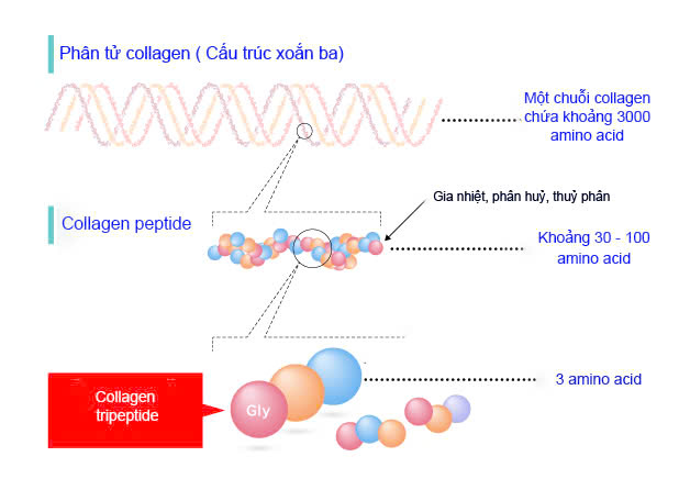 So sánh collagen peptide, tripeptide và dipeptide